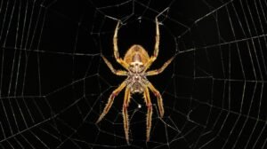 spider, web, arachnid