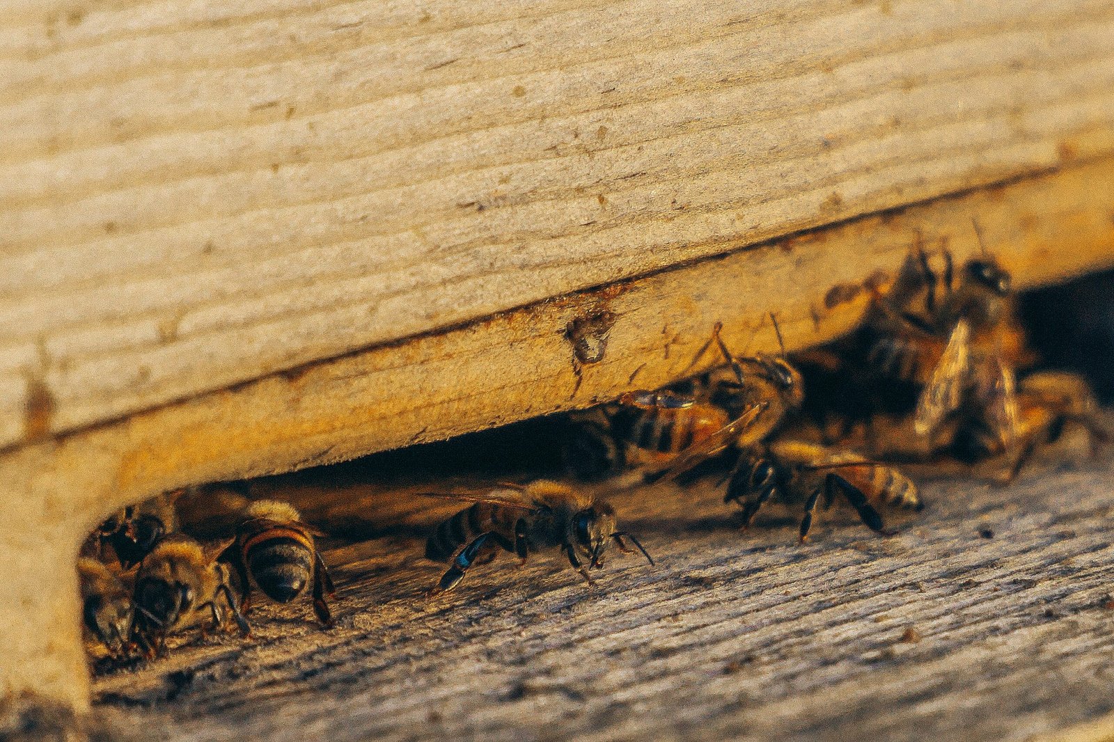 image 1698165407 scaled EcoFusion Pest Control pest control