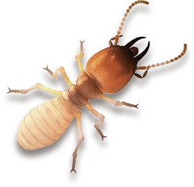 Affordable Termite Treatments Bloomfield NJ - 7 Becker Farm Rd #4R Roseland NJ 07068 United States