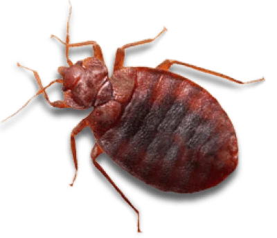 Bed Bug Exterminator Near Bloomfield NJ - 7 Becker Farm Rd #4R Roseland NJ 07068 United States