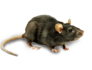 Mouse Exterminator Near Livingston NJ 7 Becker Farm Rd 4R Roseland NJ 07068 United States EcoFusion Pest Control pest control