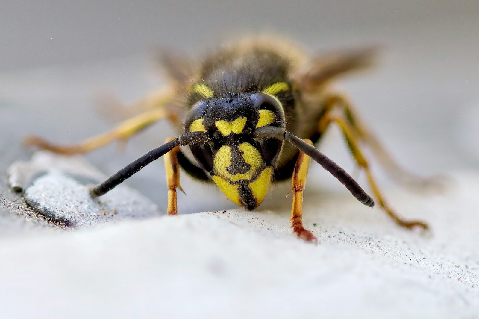 zmhywfqwnm4 EcoFusion Pest Control pest control
