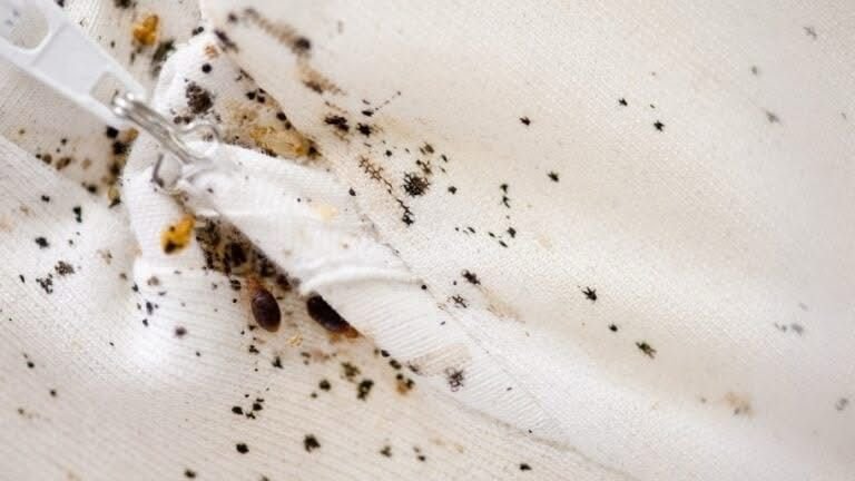 Bed Bugs EcoFusion Pest Control pest control
